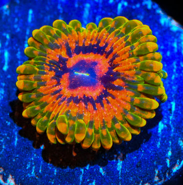 GMK-Zoa