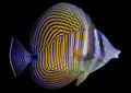 Desjardinii-Sailfin