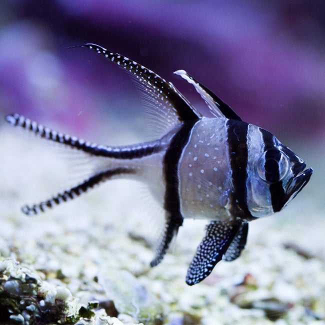 Banggai-Cardinal