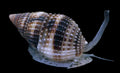 Super-Nassarius