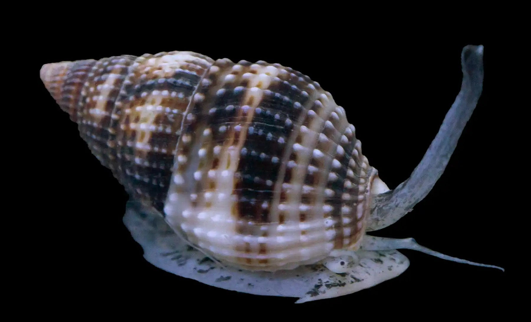 Super-Nassarius