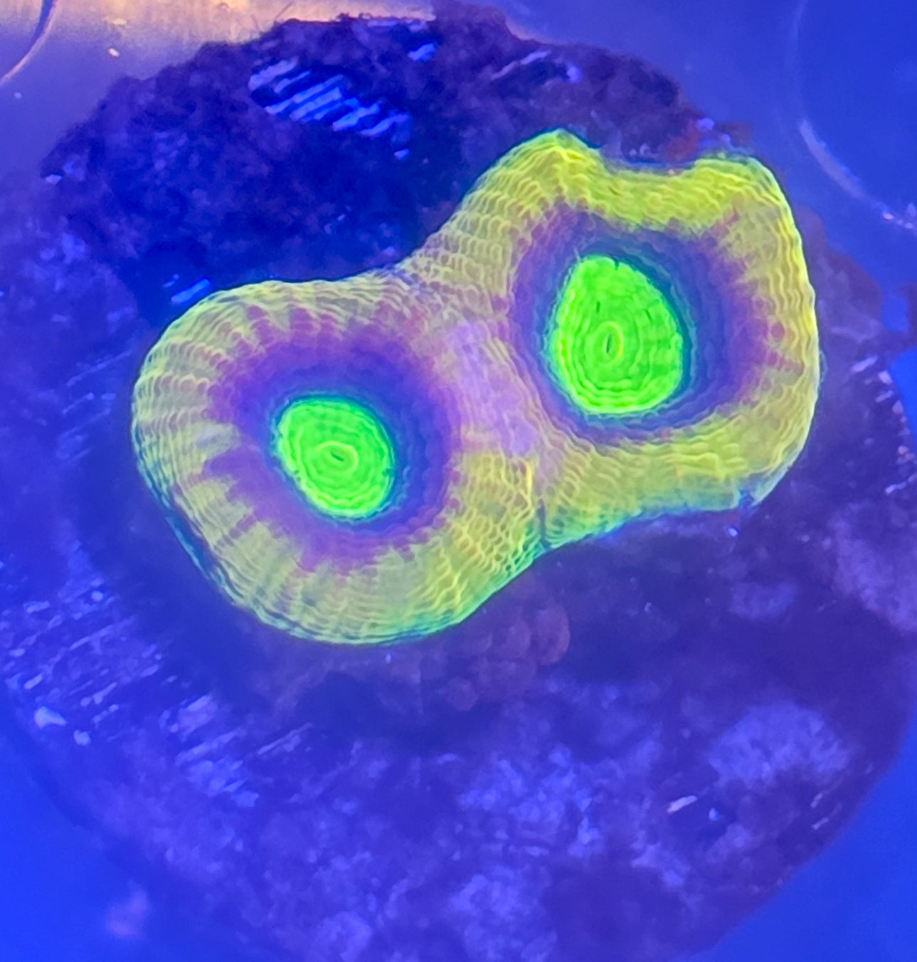 Dragon-Soul-Favia-Frag