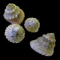 Astrea-Snail