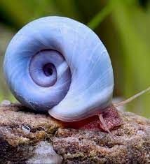 Ramshorn Snails