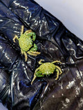 Emerald-Crab