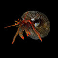 Red-Legged-Hermit-Crab