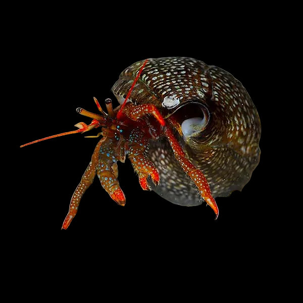 Red-Legged-Hermit-Crab