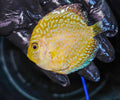 Yellow Pigeon Blood-Discus