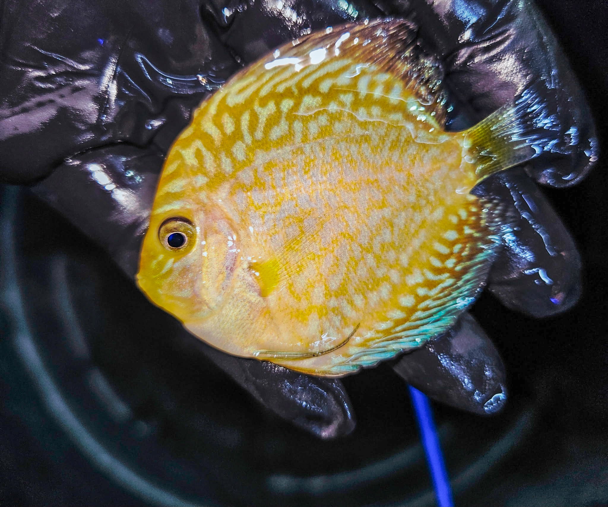 Yellow Pigeon Blood-Discus