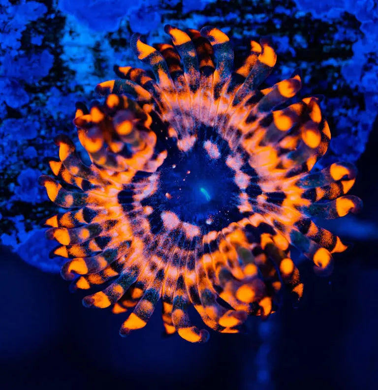 Utter-Chaos-Zoas