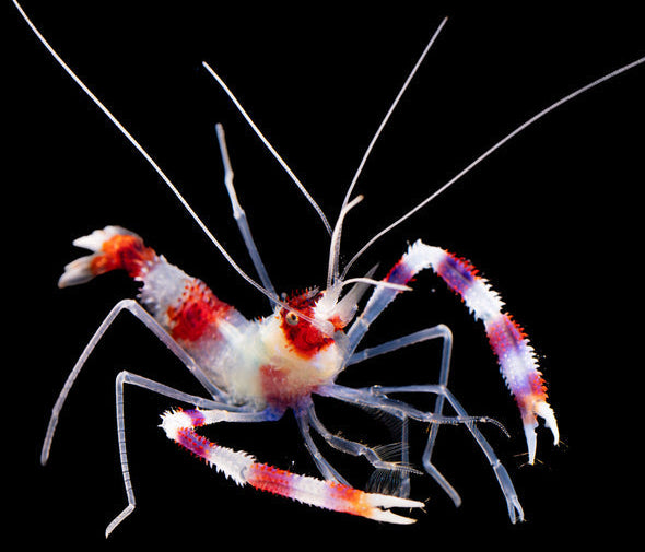 Coral-Banded-Shrimp