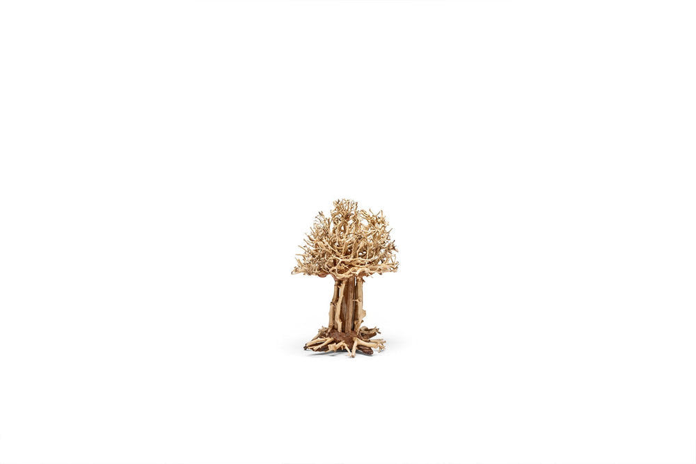 UNS Bonsai 007