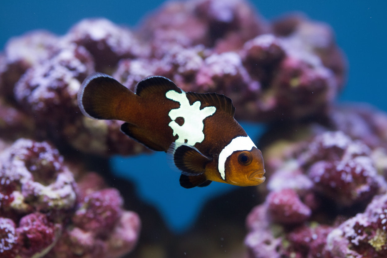 Midnight Lightning Ocellaris Clownfish