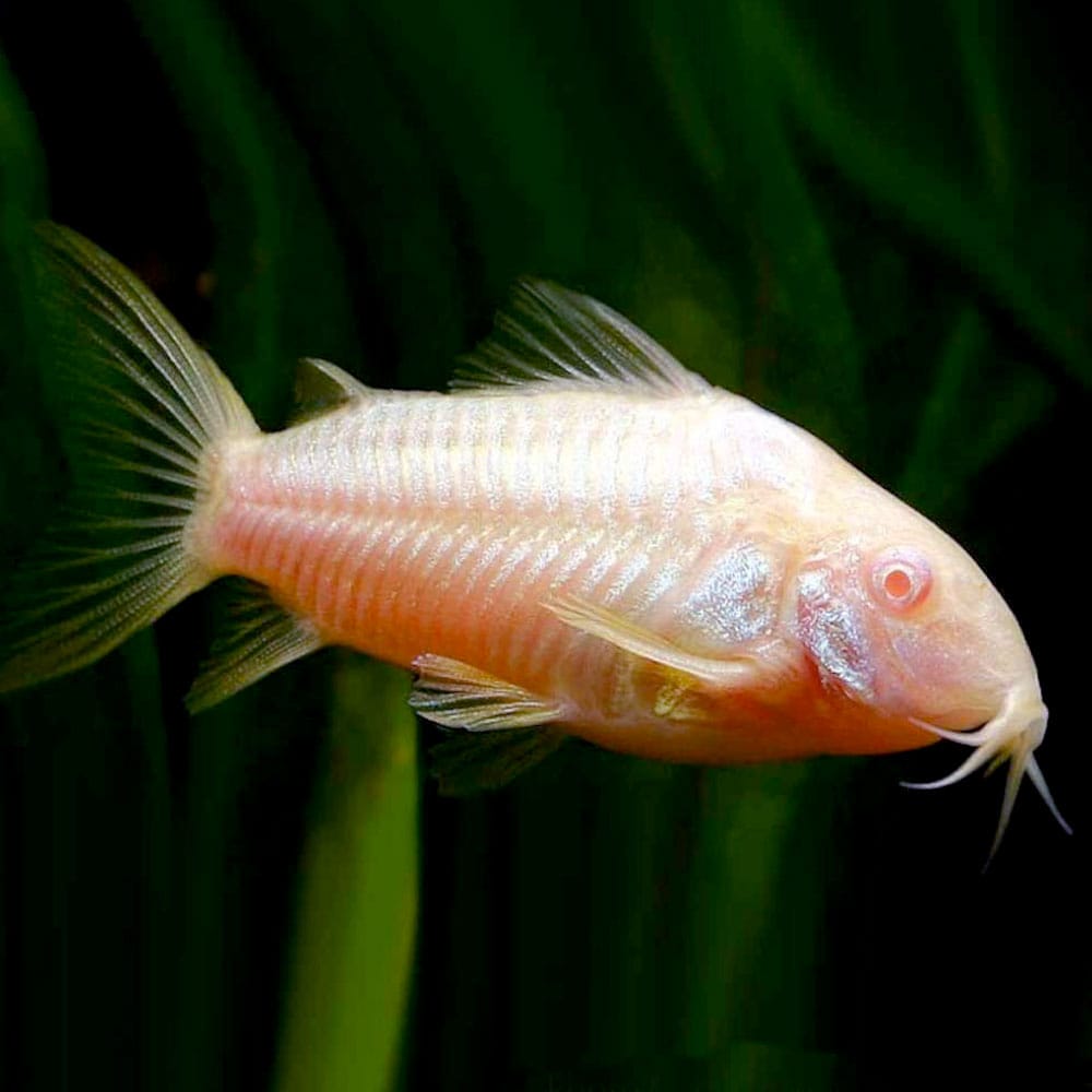 Albino-Catfish-Corydoras