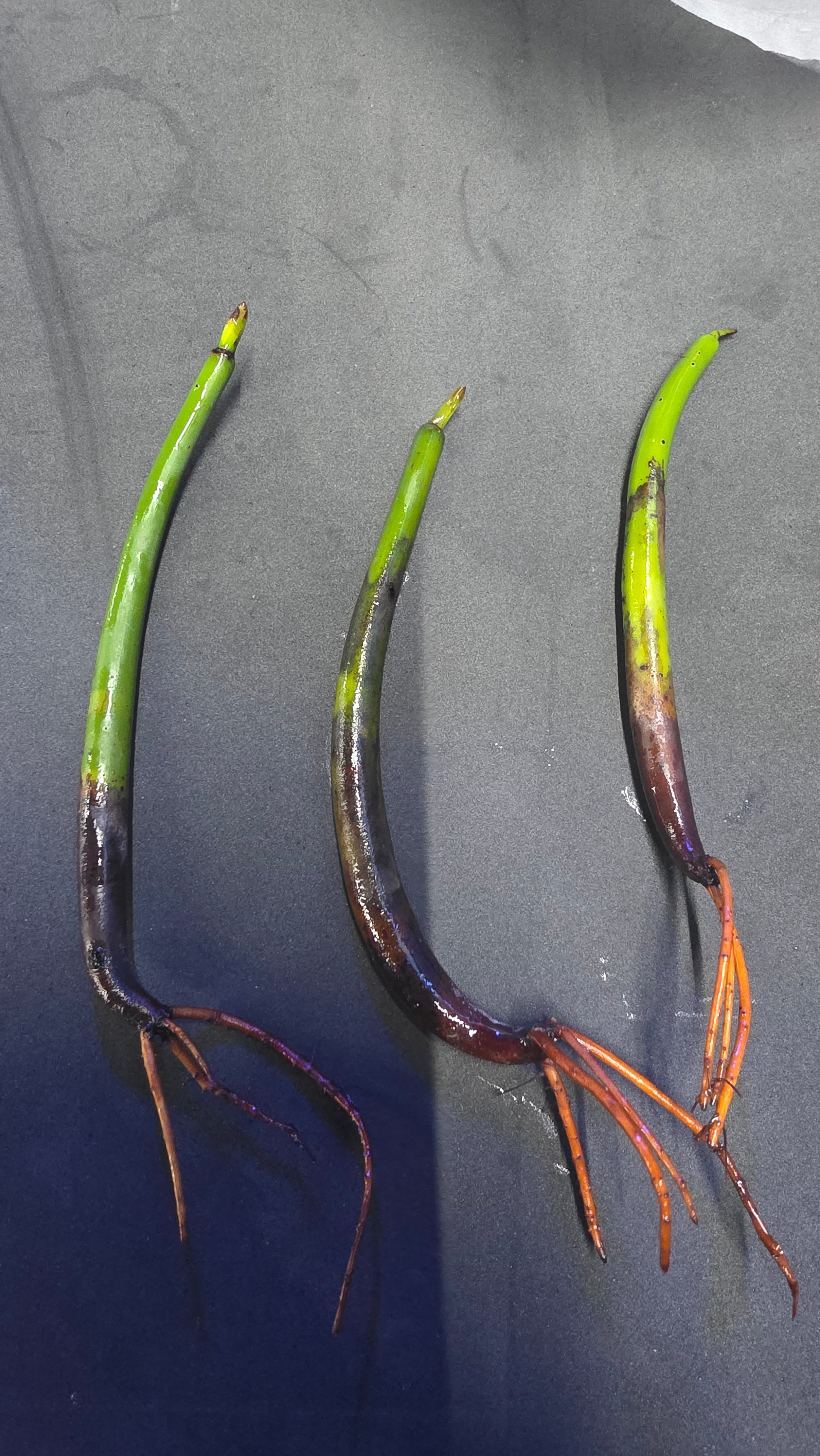 Mangrove-Seed-Pod