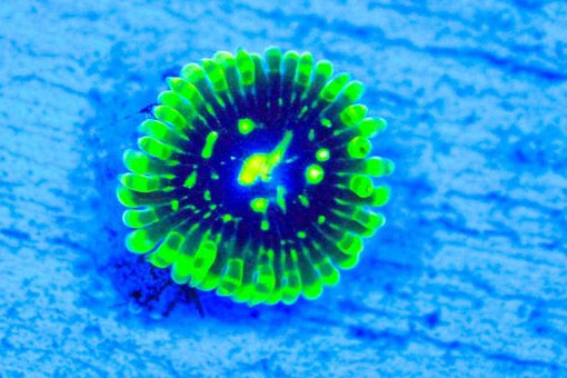 Exosphere-Zoa-PP