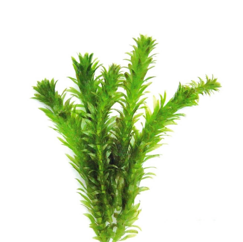 Anacharis-Brazillian-Waterweed