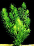 Hornwort-Bunch
