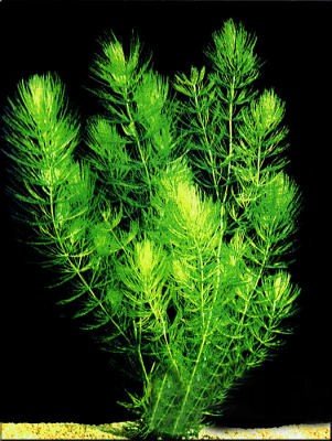 Hornwort-Bunch