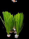 Cyperus-helferi-Bunch