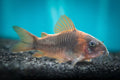 Rabauti-Rust-Corydora