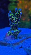 Tubbs Montipora Stellata
