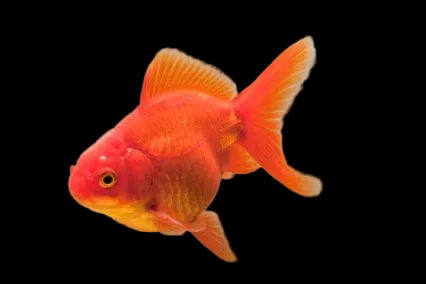 Fantail Red Goldfish