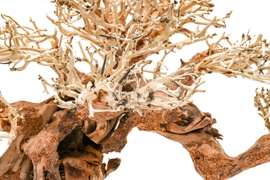 UNS Bonsai 014