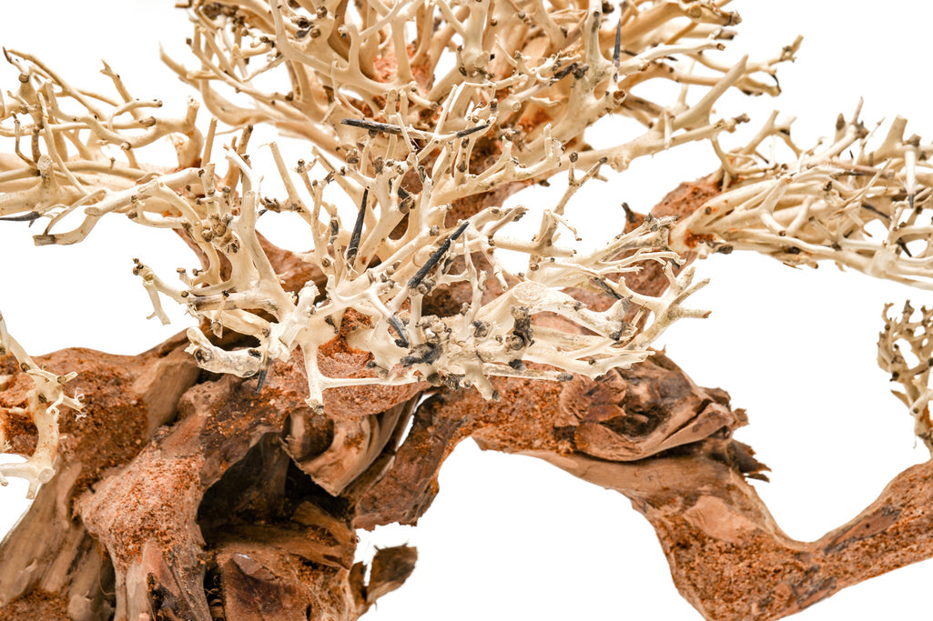 UNS Bonsai 014
