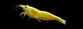 Goldenback-Shrimp