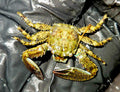 Porcelain-Crab