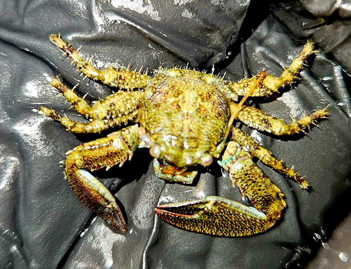 Porcelain-Crab