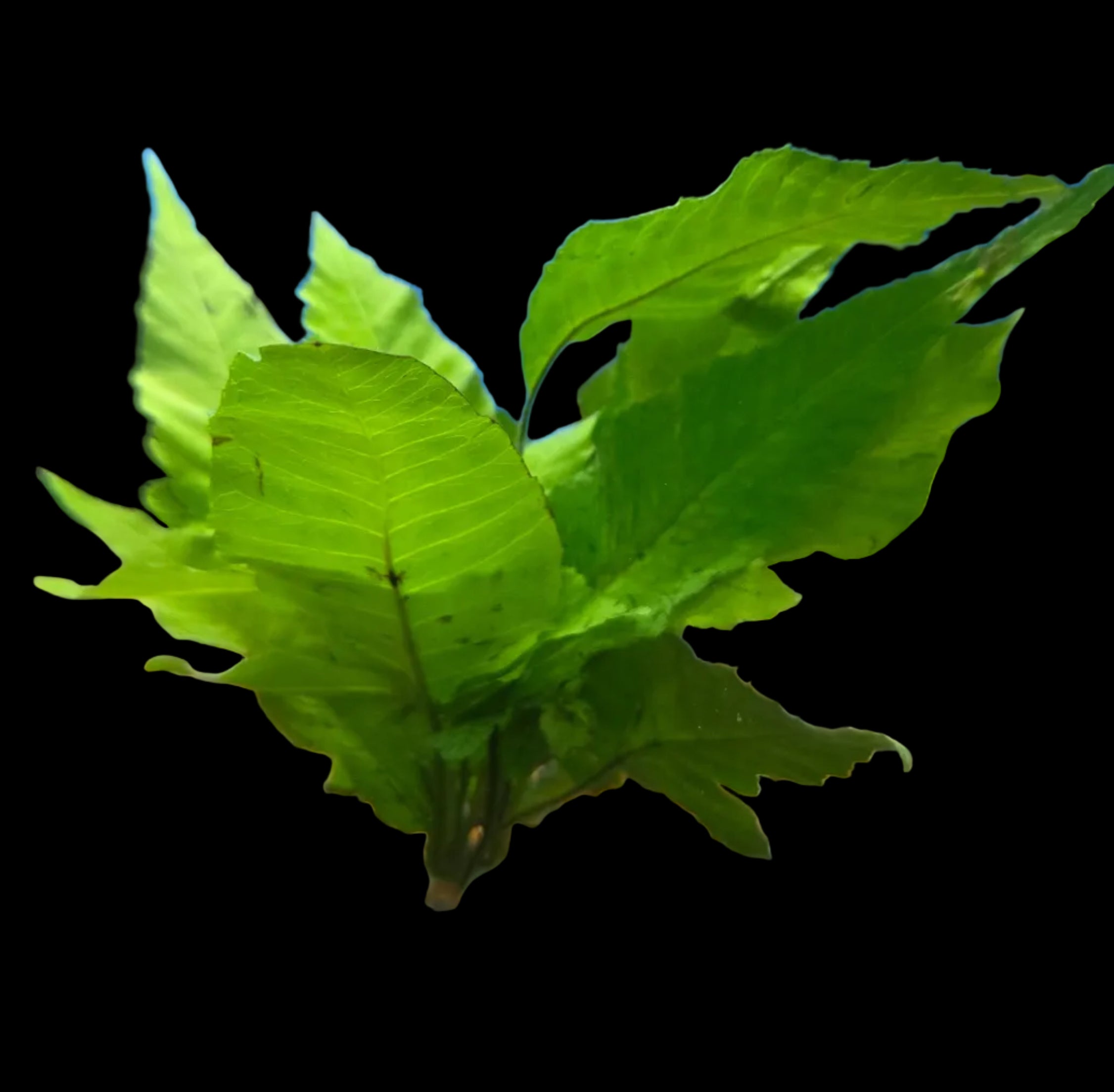 African-Bolbitis-Mini-Fern-Rooted