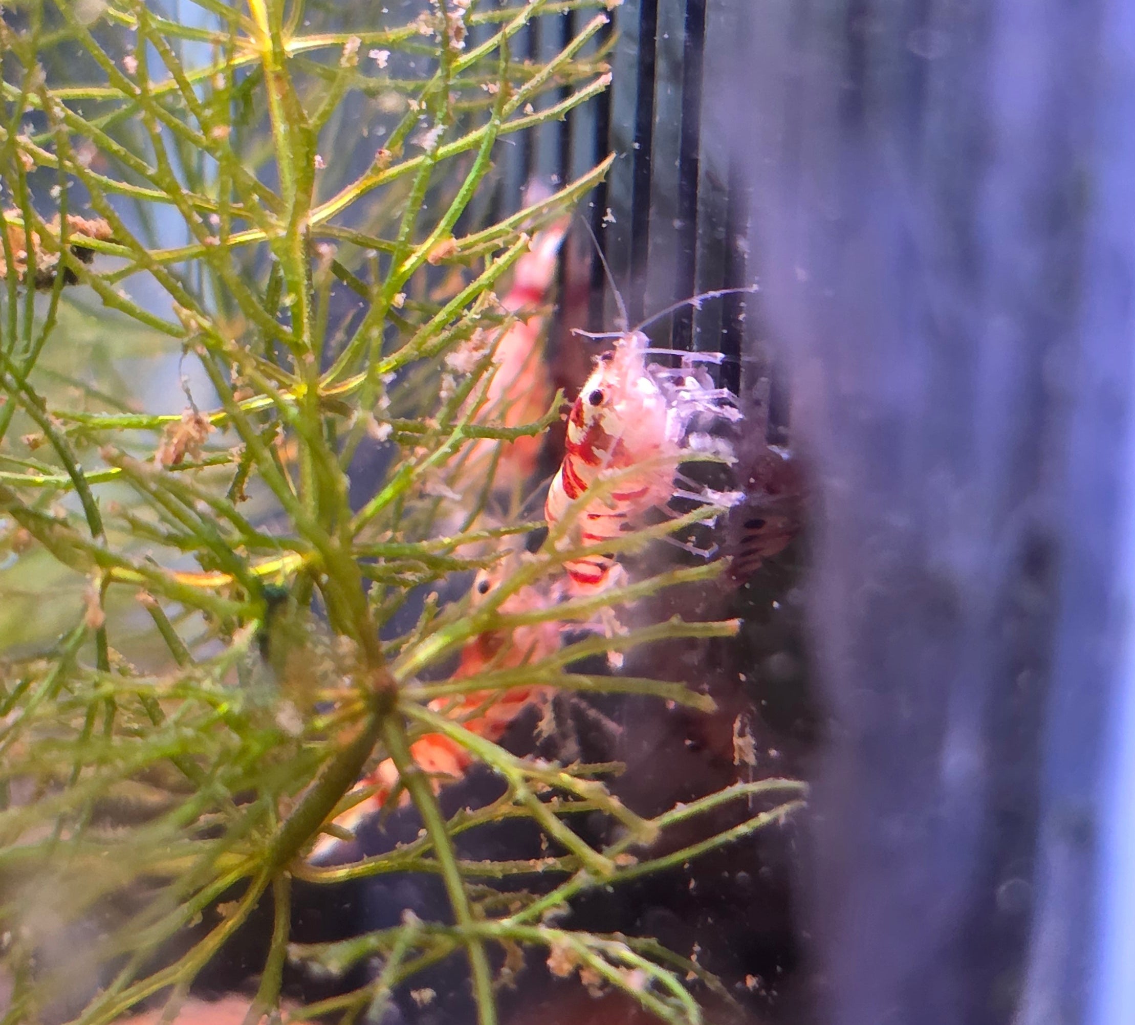 Red Tiger Shrimp