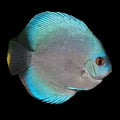 Blue-Diamond-Discus