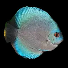 Blue-Diamond-Discus
