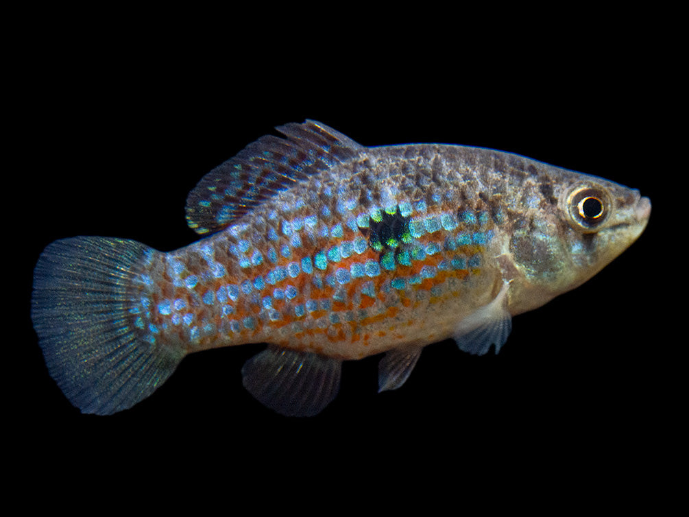 American-Flag-Killifish
