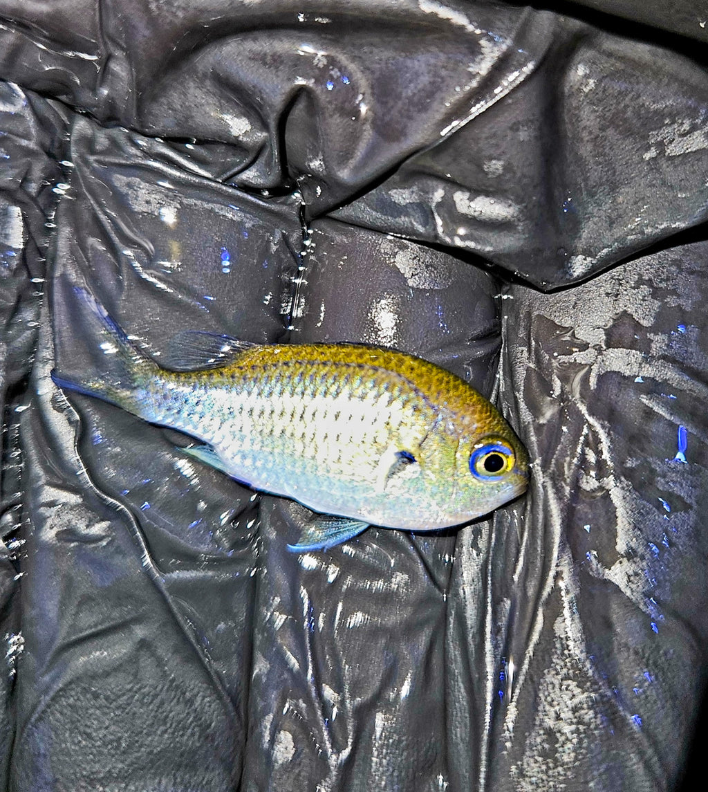 Green Chromis