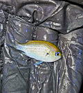 Green Chromis