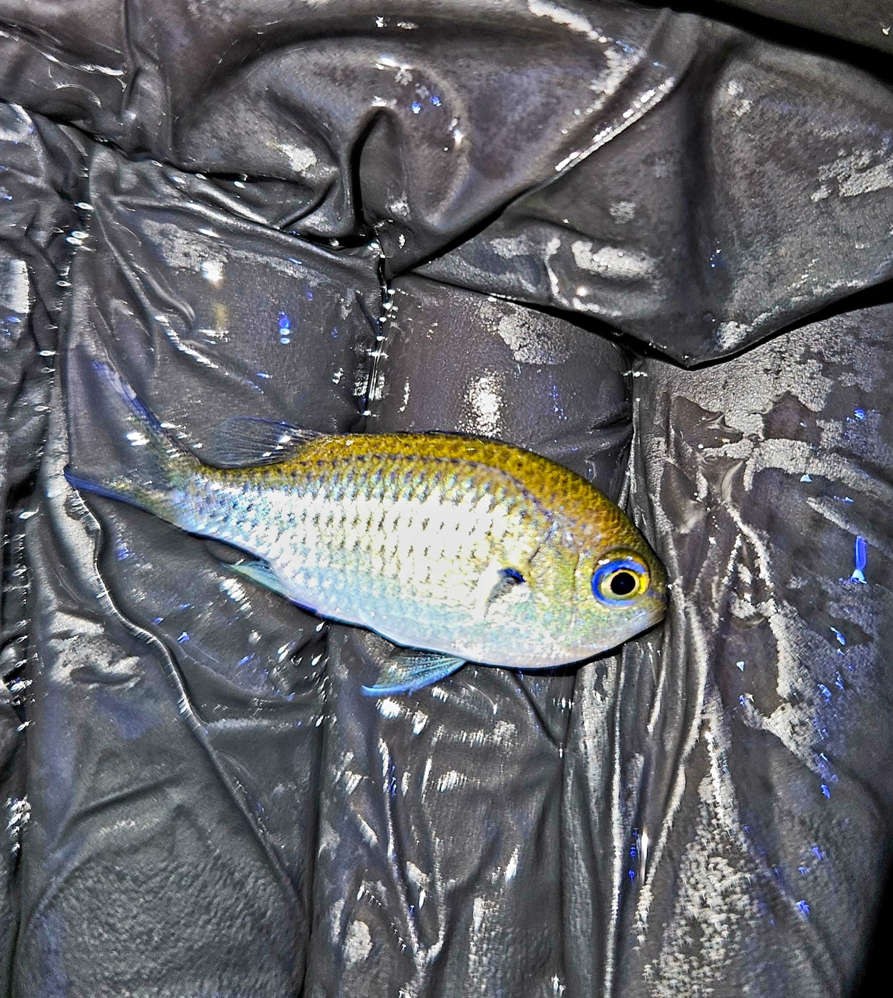 Green Chromis