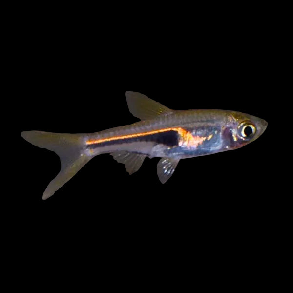Lambchop-Rasbora
