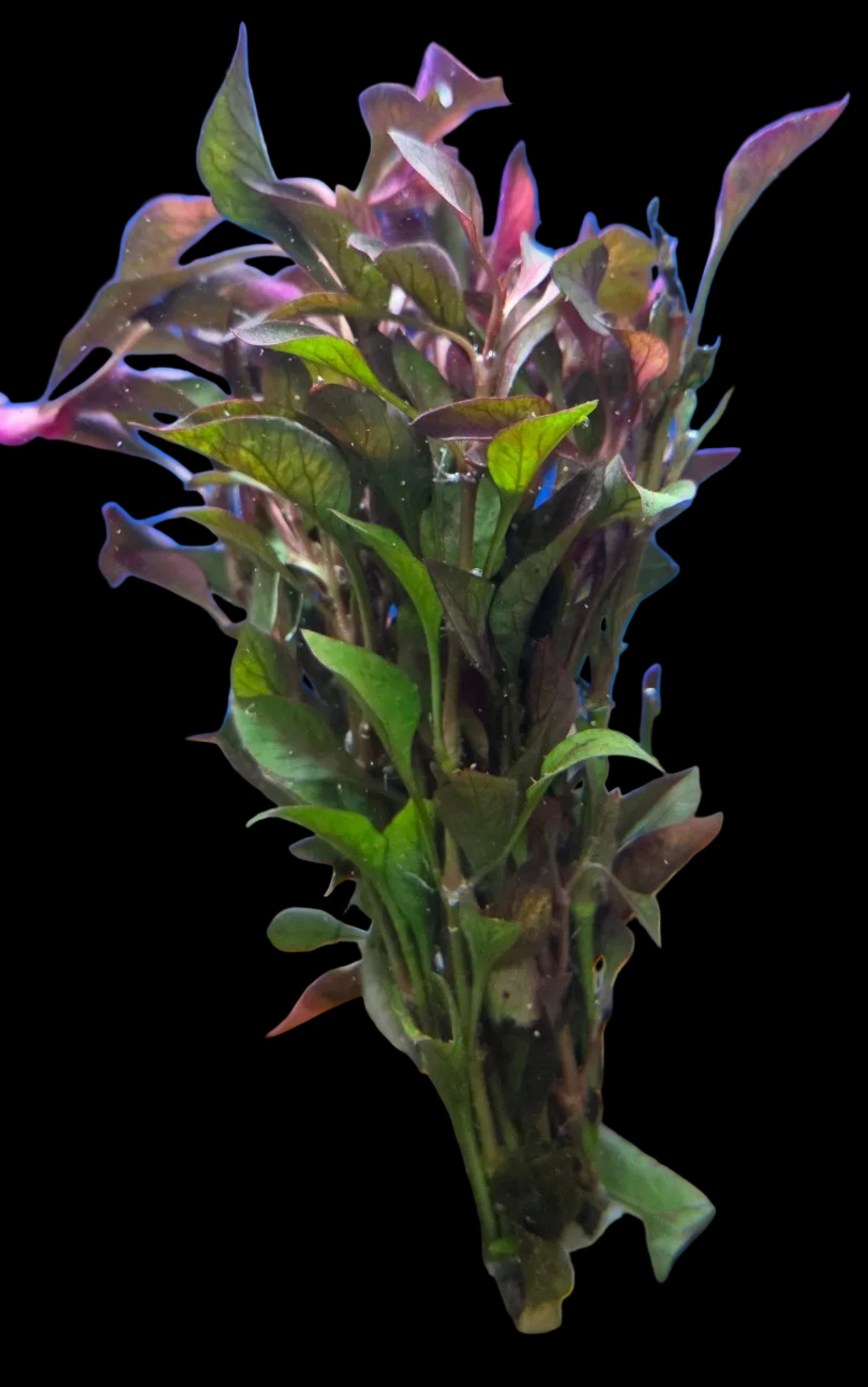 Alternanthera-Bettzickiana-Red-Bunch