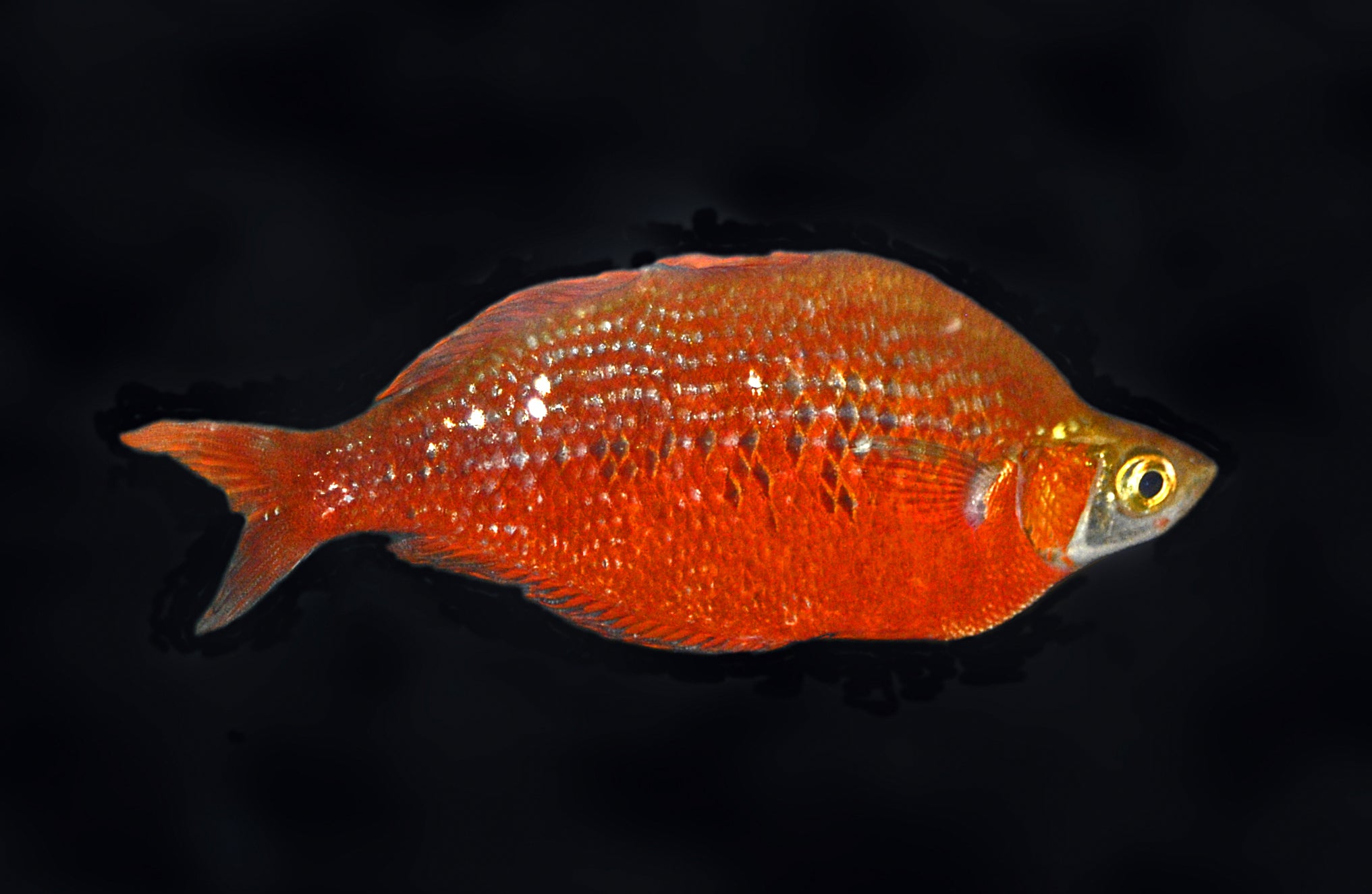 Red-Irian-Rainbowfish