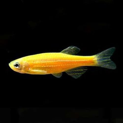 Gold Danio
