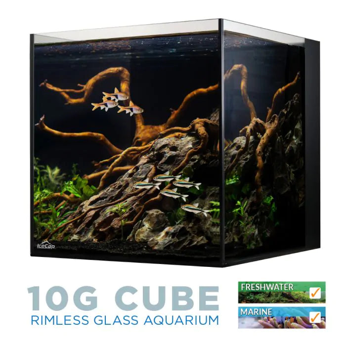 Ice-Cap-10-AIO Bubbletip-Clownfish Bundle
