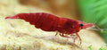 Fire Red Shrimp