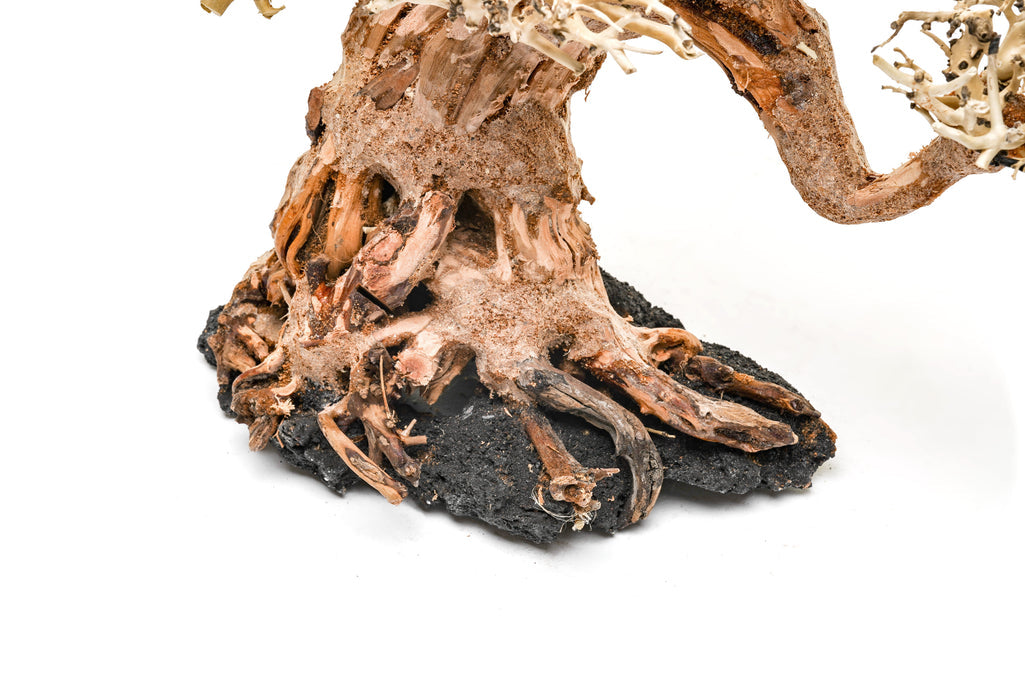 UNS Bonsai 014