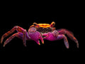 Disco-Vampire-Crab