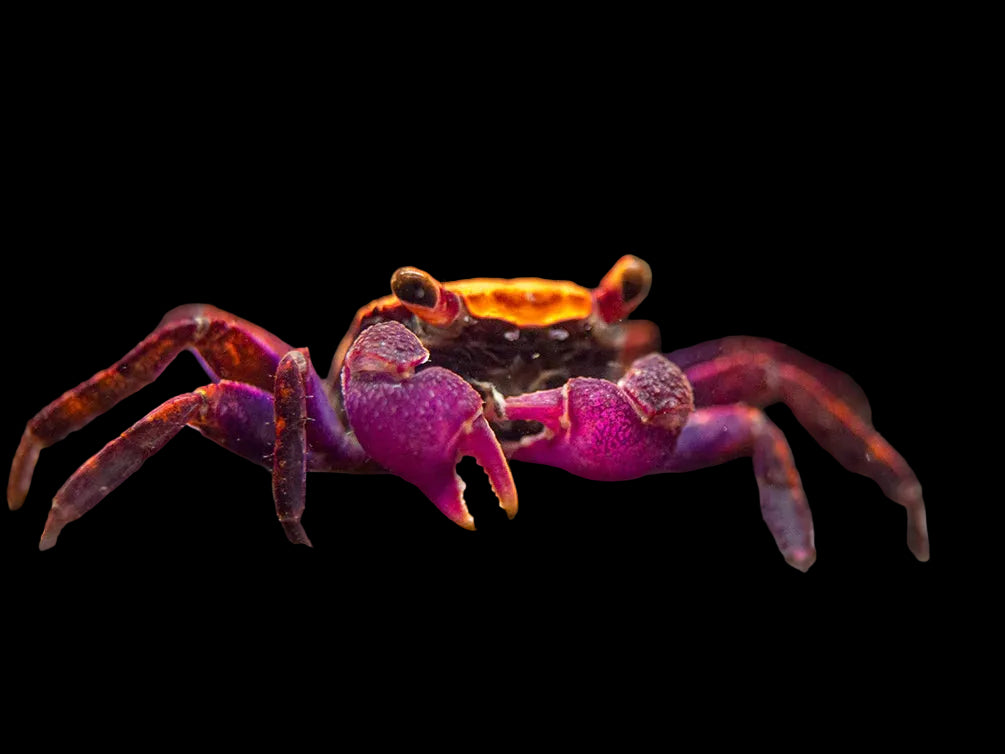 Disco-Vampire-Crab