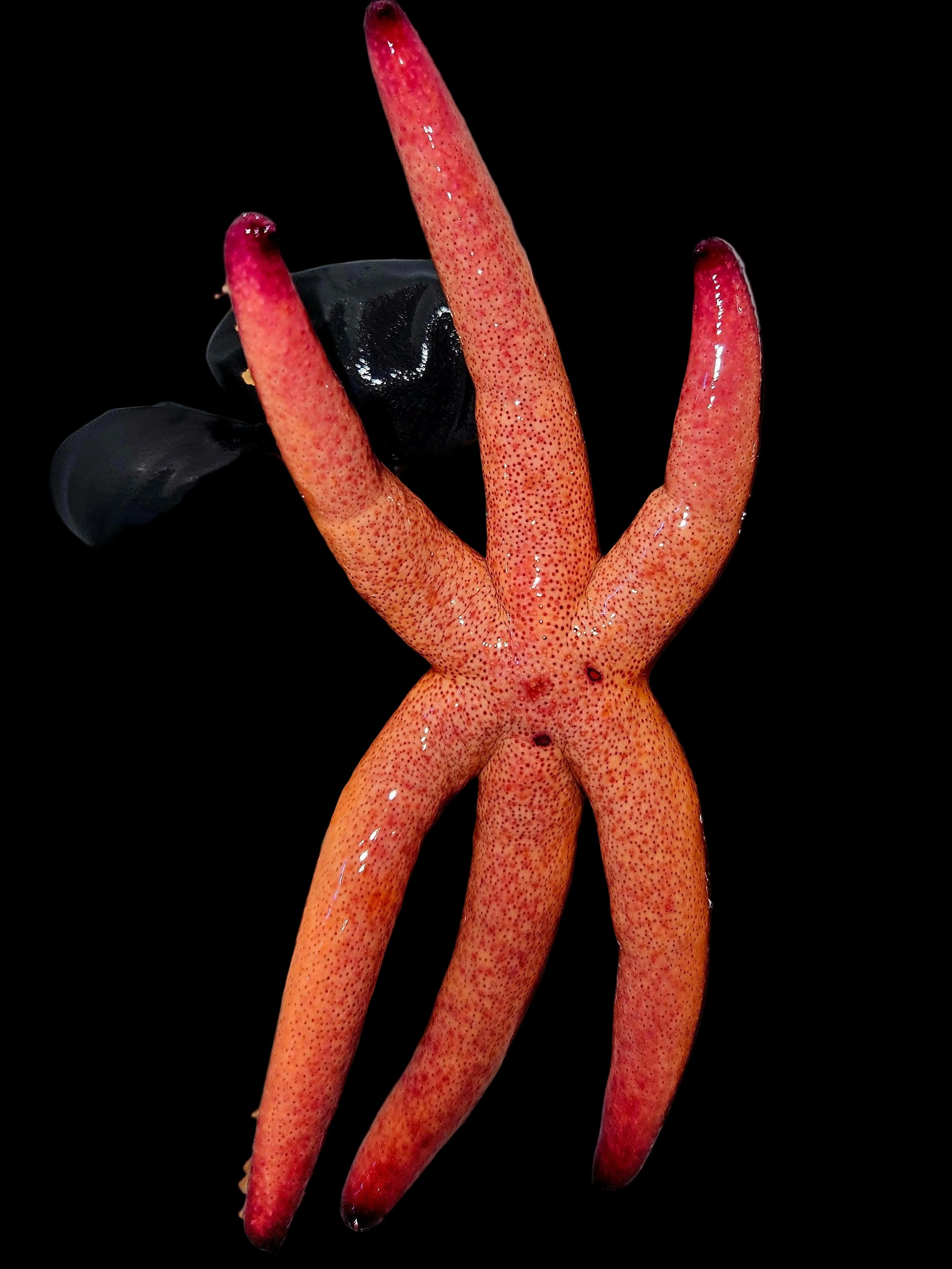 Red velvet linckia
